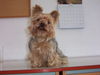Yorkshire Terrier Foto: unser (ID 28620) Yorkshire Terrier Hund