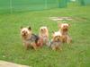 Yorkshire Terrier Foto: aufgenommen beim 1. European Agility Open 2002 in Graz (ID 807) Yorkshire Terrier Hund