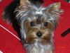 Yorkshire Terrier Foto: Hallo ich bin Amy,mein Frauchen hat mich gerade gesteilt. (ID 38065) Yorkshire Terrier Hund