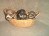 Yorkshire Terrier Foto: wau ist das lustig! (ID 3350) Yorkshire Terrier Hund