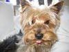 Yorkshire Terrier Foto: Archie entspannt (ID 42848) Yorkshire Terrier Hund
