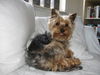 Yorkshire Terrier Foto: Archie (ID 38728) Yorkshire Terrier Hund