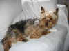 Yorkshire Terrier Hund