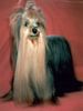 Yorkshire Terrier Foto: Armani sweet surprise (ID 7813) Yorkshire Terrier Hund