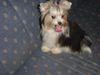 Yorkshire Terrier Foto: Art of Highclass Ethera (Biewer Yorkshire Terrier) (ID 9351) Yorkshire Terrier Hund