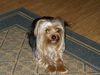 Yorkshire Terrier Foto: BÄR (ID 19524) Yorkshire Terrier Hund