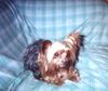 Yorkshire Terrier Foto: Baby, 14 Jahr (ID 18041) Yorkshire Terrier Hund