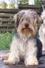 Yorkshire Terrier Foto: Bastian 9 m (ID 5600) Yorkshire Terrier Hund