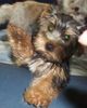 Yorkshire Terrier Foto: Bastian 4,5 m (ID 6236) Yorkshire Terrier Hund