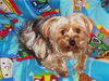 Yorkshire Terrier Foto: kleine süsse (ID 28595) Yorkshire Terrier Hund