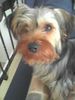 Yorkshire Terrier Foto: mokka ist sehr fotogen (ID 29896) Yorkshire Terrier Hund
