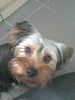 Yorkshire Terrier Foto: hallo, ich bin mokka! (ID 29894) Yorkshire Terrier Hund