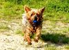 Yorkshire Terrier Foto: Dusty beim Ballspielen am See (ID 11726) Yorkshire Terrier Hund