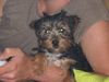Yorkshire Terrier Foto: Felix mit 14 Wochen (ID 14441) Yorkshire Terrier Hund