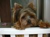 Yorkshire Terrier Foto: Mein Traum.... (ID 16572) Yorkshire Terrier Hund