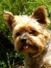 Yorkshire Terrier Foto: Mein Lieblingsfoto von Dusty (ID 12443) Yorkshire Terrier Hund