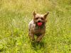 Yorkshire Terrier Foto: Dusty in Action (ID 12444) Yorkshire Terrier Hund