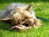 Yorkshire Terrier Foto: Dusty, 7 Jahre, macht sich an die Arbeit sein Schweinefüßchen zu erlegen bzw zu zerlegen... (ID 11724) Yorkshire Terrier Hund