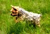 Yorkshire Terrier Foto: Dusty 7 Jahre und noch Topfit! (ID 11725) Yorkshire Terrier Hund