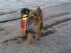 Yorkshire Terrier Foto: Sammy trägt seine Leckerlis (ID 40838) Yorkshire Terrier Hund