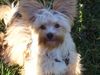 Yorkshire Terrier Foto: der kleine pegasus (ID 36404) Yorkshire Terrier Hund