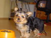 Yorkshire Terrier Foto: Micki (ID 32262) Yorkshire Terrier Hund