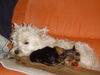 Yorkshire Terrier Foto: Micki und Bobbi (ID 32263) Yorkshire Terrier Hund