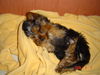 Yorkshire Terrier Foto: Micki 3 Monate alt (ID 32264) Yorkshire Terrier Hund