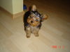 Yorkshire Terrier Foto: Micki 3 Monate alt (ID 32265) Yorkshire Terrier Hund