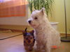 Yorkshire Terrier Foto: Micki und Bobbi (ID 32266) Yorkshire Terrier Hund