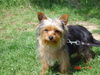 Yorkshire Terrier Foto: Micki (ID 32268) Yorkshire Terrier Hund