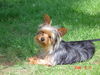 Yorkshire Terrier Foto: Micki (ID 32267) Yorkshire Terrier Hund