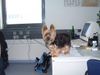 Yorkshire Terrier Foto: Bonnie beim Arbeiten (ID 9123) Yorkshire Terrier Hund