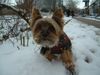 Yorkshire Terrier Foto: Bonnie im Schnee 1 (ID 9124) Yorkshire Terrier Hund