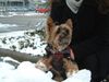 Yorkshire Terrier Foto: Bonnie im Schnee 2 (ID 9125) Yorkshire Terrier Hund
