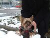 Yorkshire Terrier Foto: Bonnie im Schnee 3 (ID 9126) Yorkshire Terrier Hund