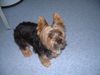 Yorkshire Terrier Foto: Bonnie möchte in den Arm genommen werden (ID 9127) Yorkshire Terrier Hund