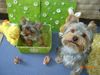 Yorkshire Terrier Foto: Sammy und Amy nehmen ein Sonnenbad (ID 38172) Yorkshire Terrier Hund