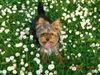 Yorkshire Terrier Foto: Amy 11 Monate das ist meine Lieblingswiese (ID 38751) Yorkshire Terrier Hund