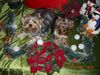 Yorkshire Terrier Foto: Sammy und Amy feiern Weihnachten (ID 40839) Yorkshire Terrier Hund