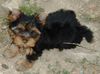 Yorkshire Terrier Foto: Welpe (ID 13785) Yorkshire Terrier Hund