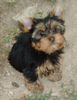 Yorkshire Terrier Foto: Kiki (ID 13784) Yorkshire Terrier Hund