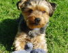 Yorkshire Terrier Foto: Mamas Liebling (ID 35914) Yorkshire Terrier Hund