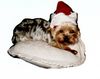 Yorkshire Terrier Foto: Unser Filou, das Fotomodell (ID 11457) Yorkshire Terrier Hund