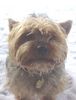 Yorkshire Terrier Foto: Dusty 6 Jahre (ID 1802) Yorkshire Terrier Hund