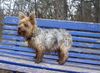 Yorkshire Terrier Foto: Dusty, mein kleiner Dreckspatz (ID 7338) Yorkshire Terrier Hund