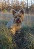 Yorkshire Terrier Foto: Mein kleiner Liebling Dusty (ID 7339) Yorkshire Terrier Hund
