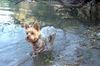 Yorkshire Terrier Foto: Dusty bei seiner Lieblingbeschäftigung: Im Wasser plantschen (ID 7340) Yorkshire Terrier Hund