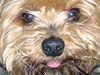 Yorkshire Terrier Foto: Dusty 6 Jahre (ID 2115) Yorkshire Terrier Hund