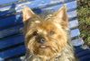 Yorkshire Terrier Foto: Dusty 6 Jahre (ID 2116) Yorkshire Terrier Hund